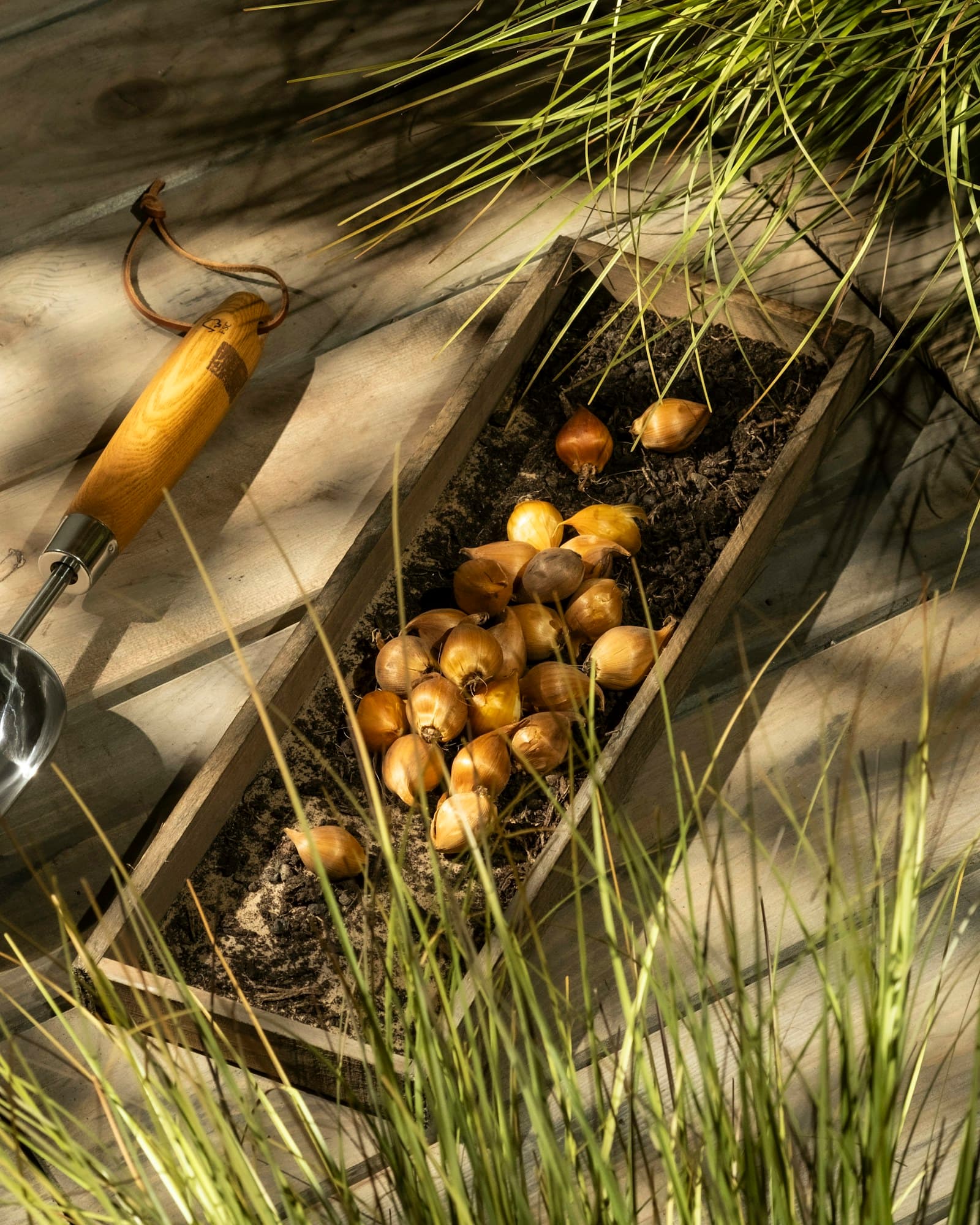Spring-flowering bulbs arranged in a wooden planter with a garden tool
