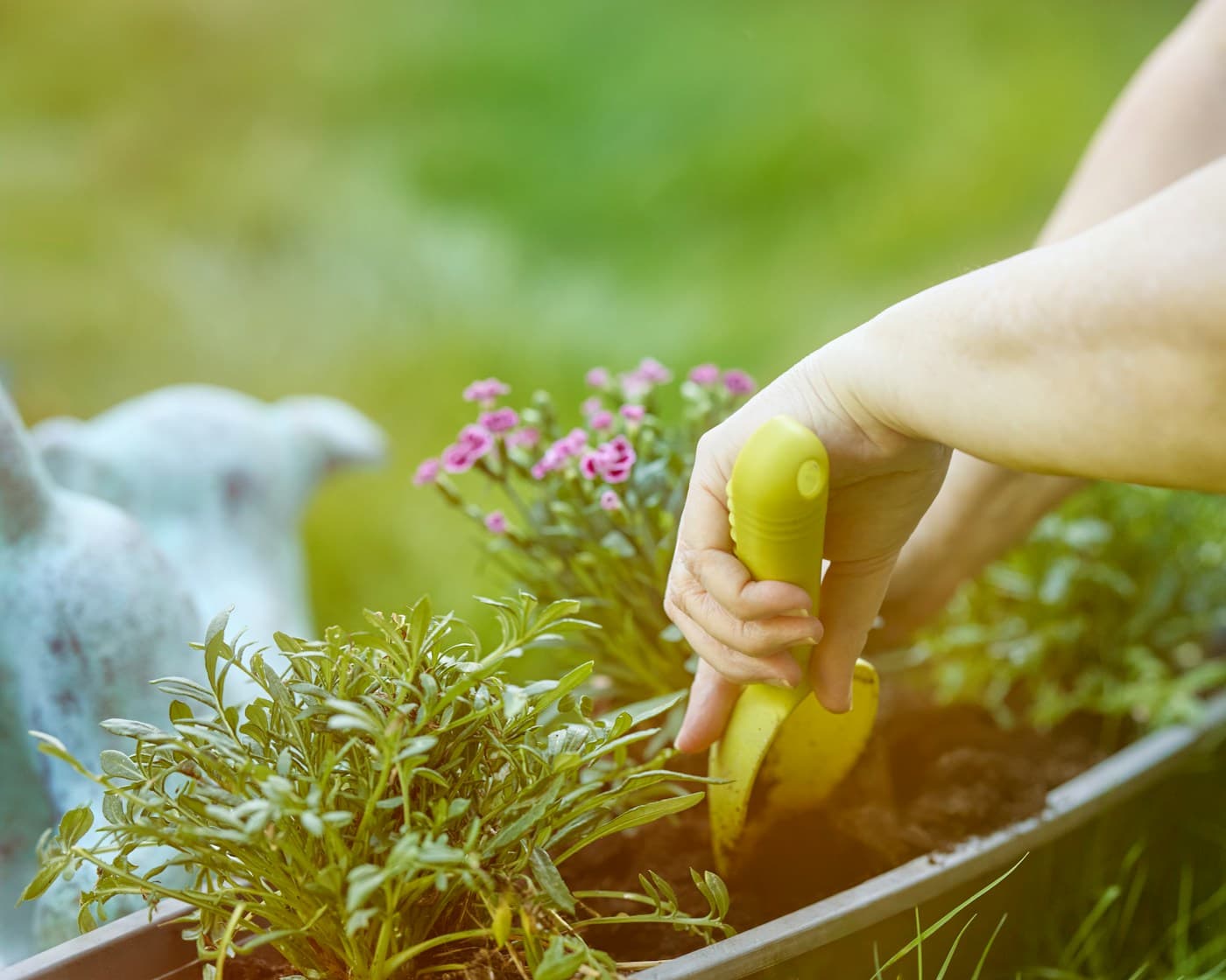 Hands planting flowering perennials in a garden bed