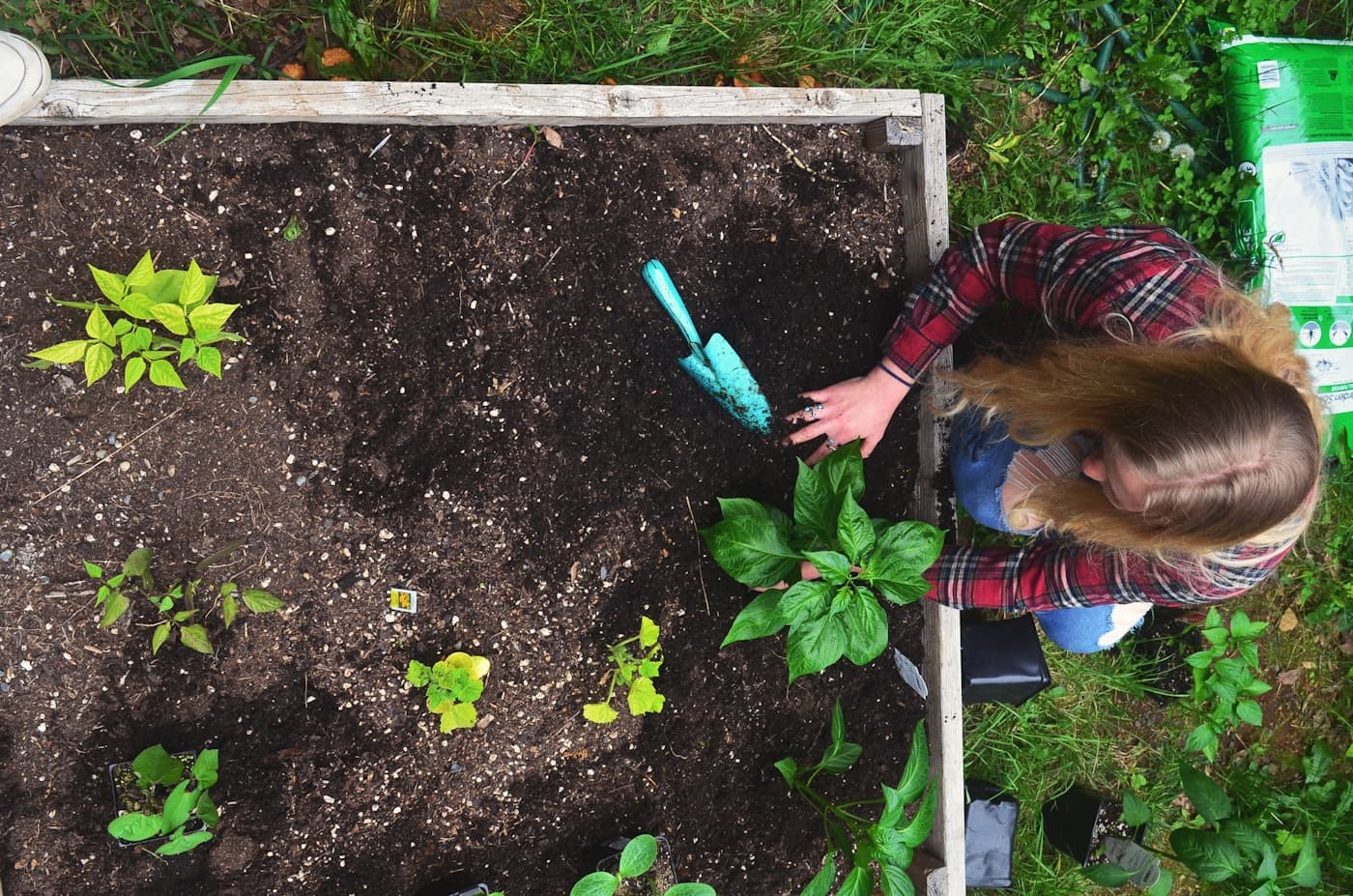 Gardener tending a raised garden bed